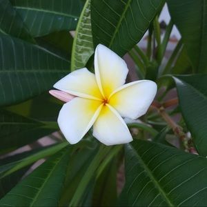 Meet your Posher, Adilene